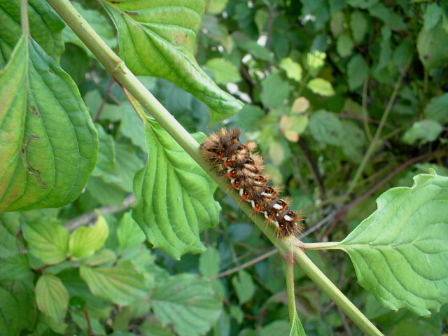 Simpatico bruco irsuto e colorato (Acronicta rumicis)